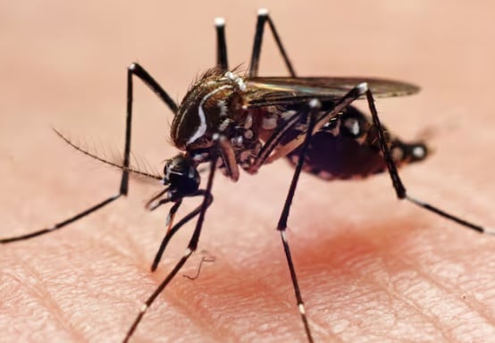 Dengue- Foto: Getty Images. / Joao Paulo Burini