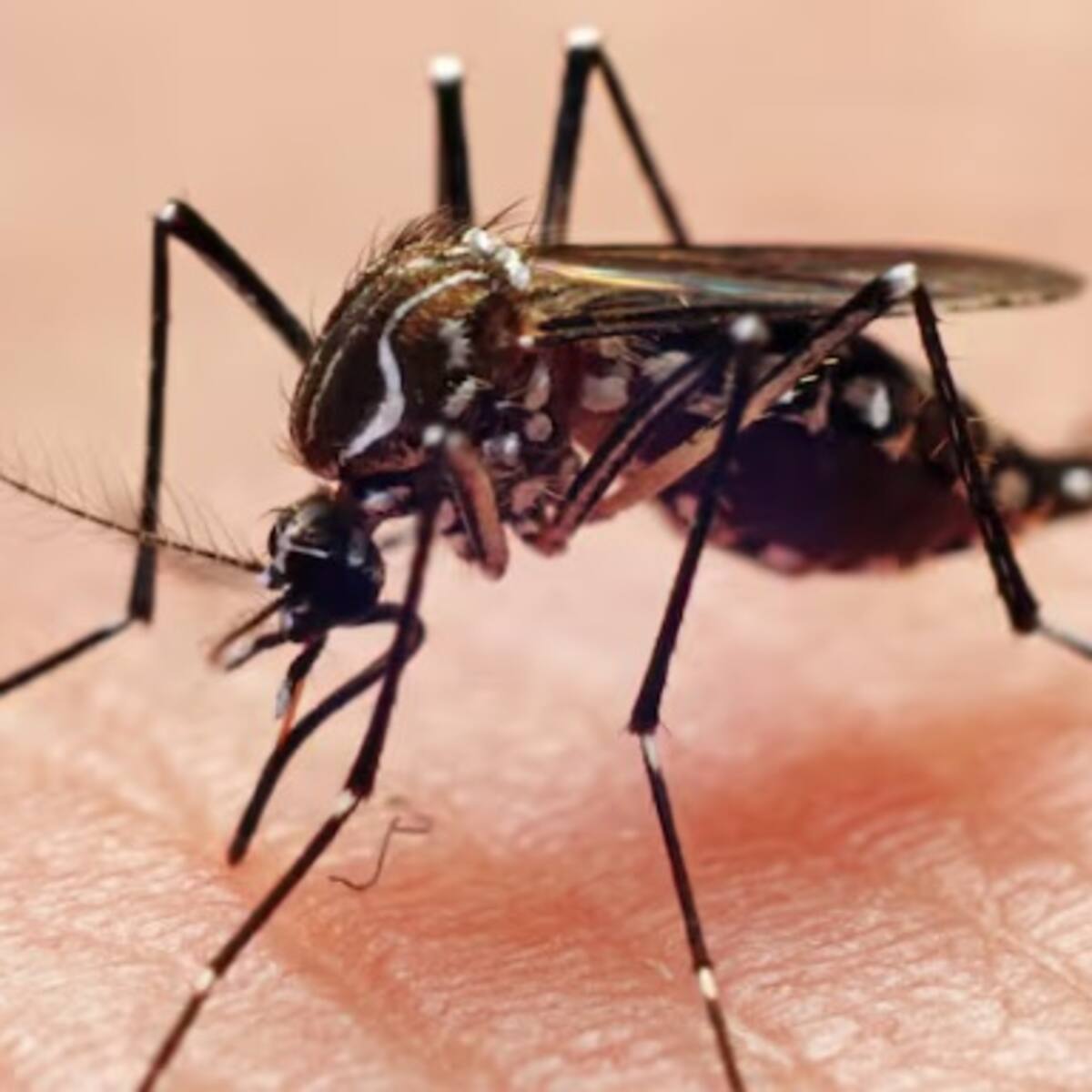 Autoridades de salud en el Quindío advierten que se mantiene el brote de dengue