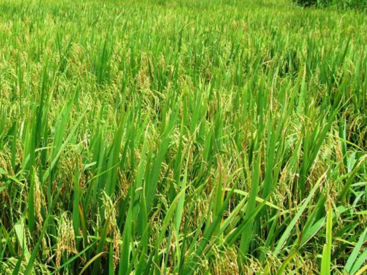 Sigue alza en el precio del arroz