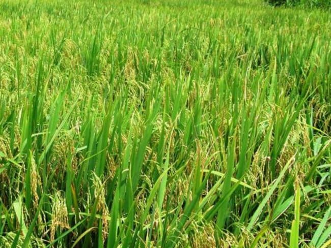 Imagen de referencia cultivos de arroz