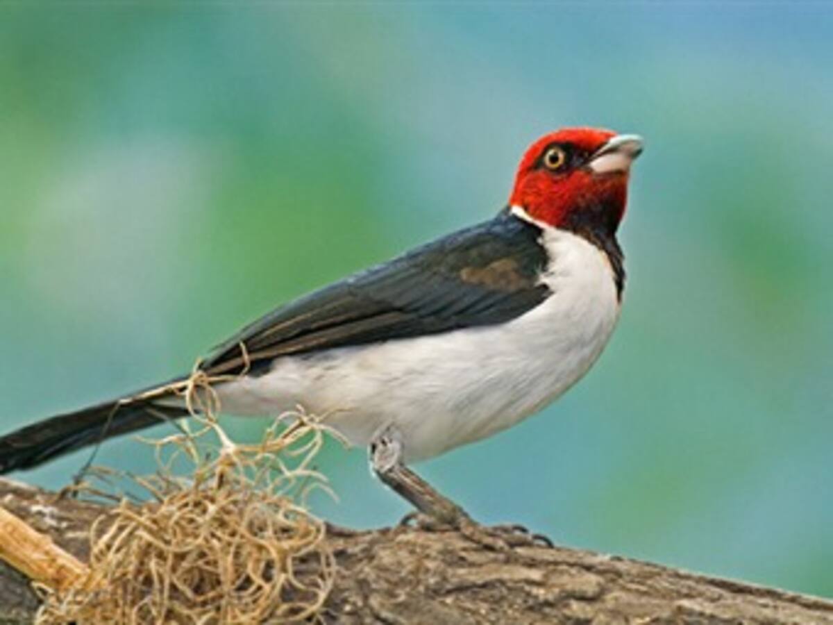 Adelantan censo de aves en la Orinoquia colombiana