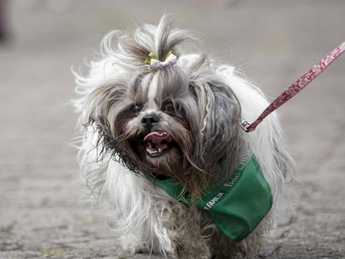 Radican proyecto para ingreso de mascotas a establecimientos comerciales