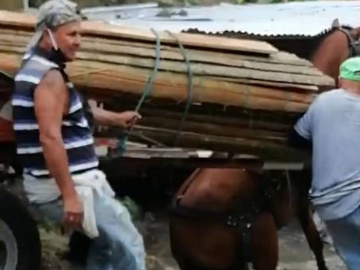 Indignación y rechazo ha causado caso de maltrato animal en Calarcá