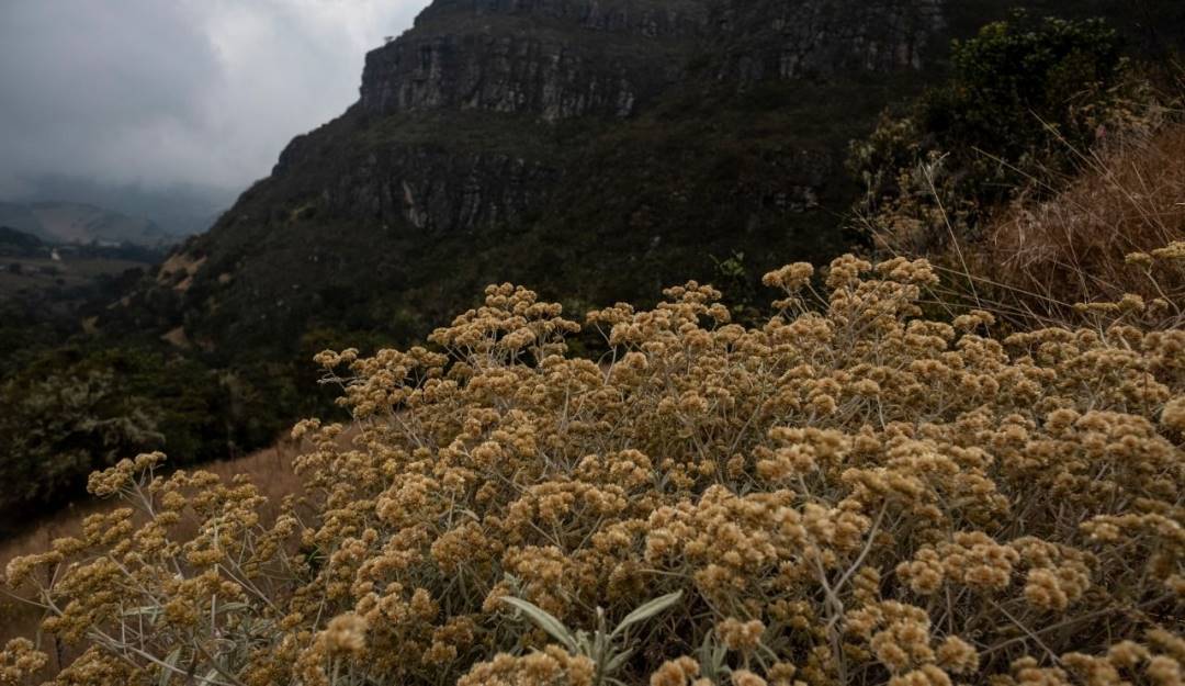 Páramo Cruz Verde. Foto: MinAmbiente.