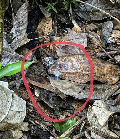 Mina antipersonal. Foto: Ejército.