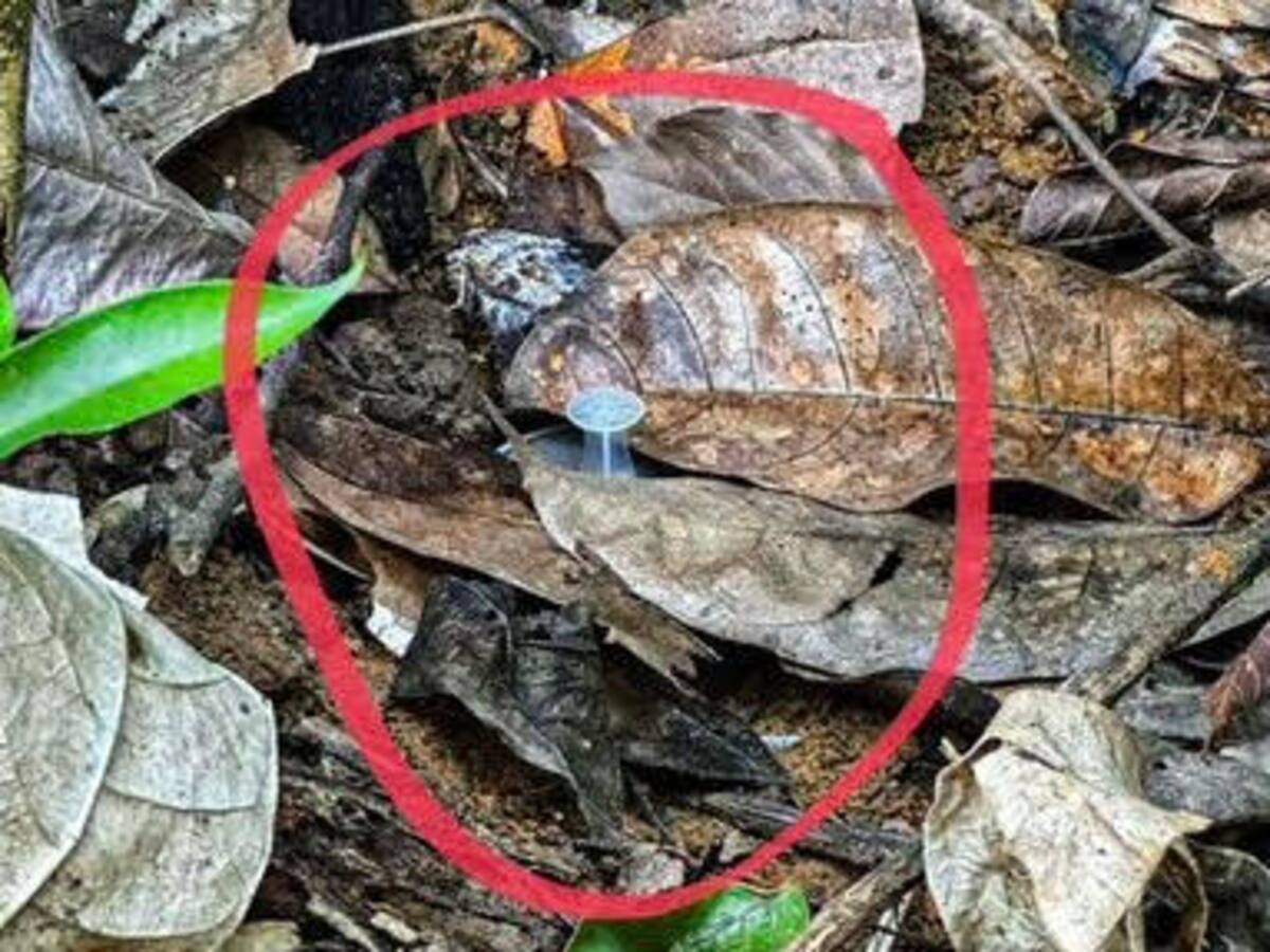 Destruyeron tres minas antipersonales en un camino veredal de Segovia, Antioquia