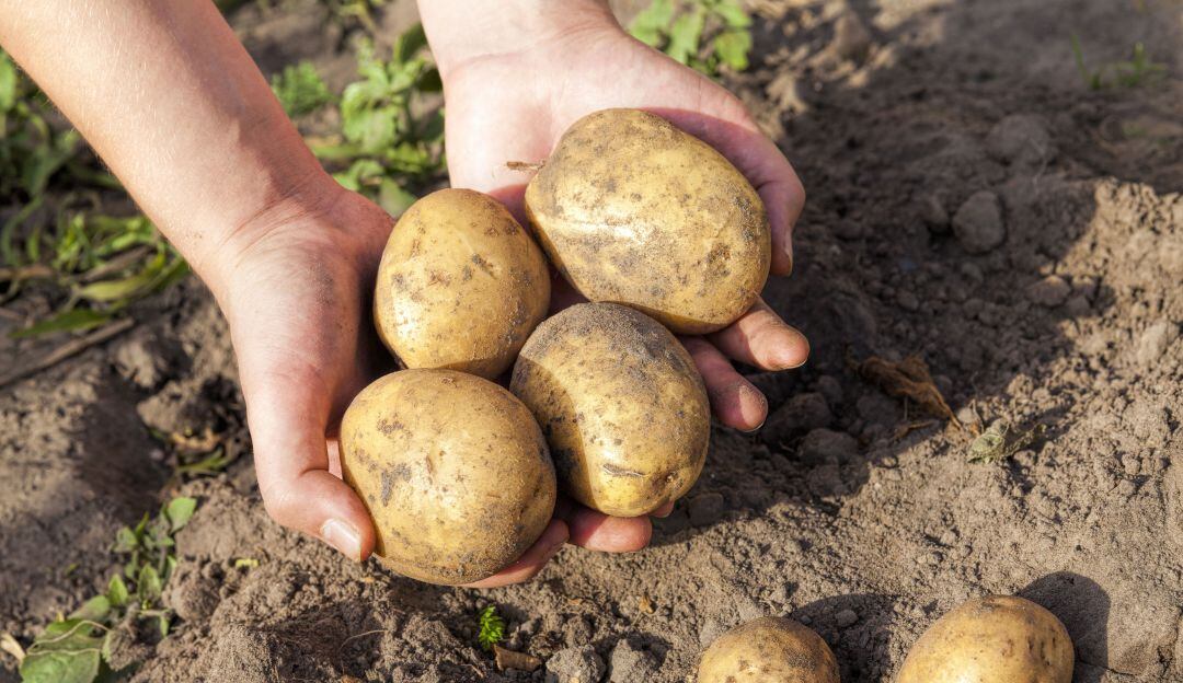 “Farc tenía como propósito degollar el sector productivo”: R. Pombo