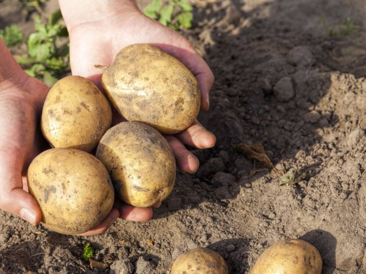 “Farc tenía como propósito degollar el sector productivo”: R. Pombo