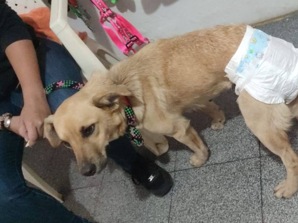 Rescatistas en Calima el Darién marchan contra el maltrato y la zoofilia