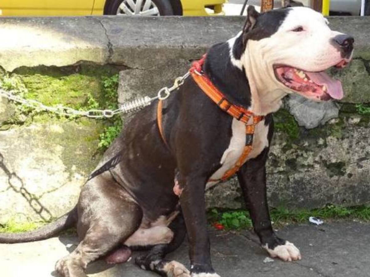 Perro feroz ataca a mujer de 75 años