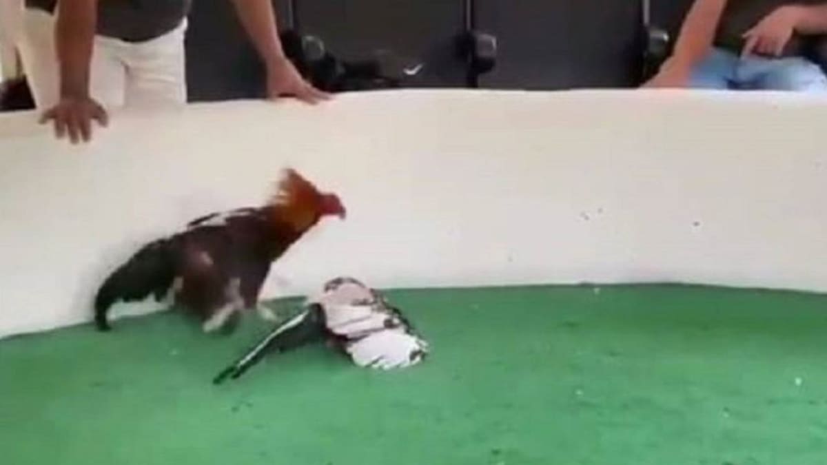 Hasta pelea de gallos se presentaron el fin de semana en el Quindío