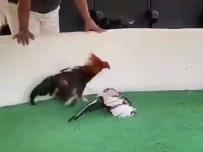 Hasta pelea de gallos se presentaron el fin de semana en el Quindío