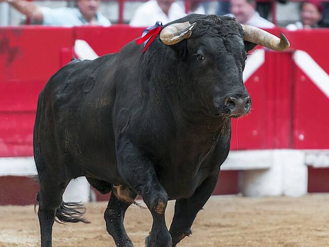 Gobernación de Boyacá prohíbe patrocinio de dineros a las corridas de toros