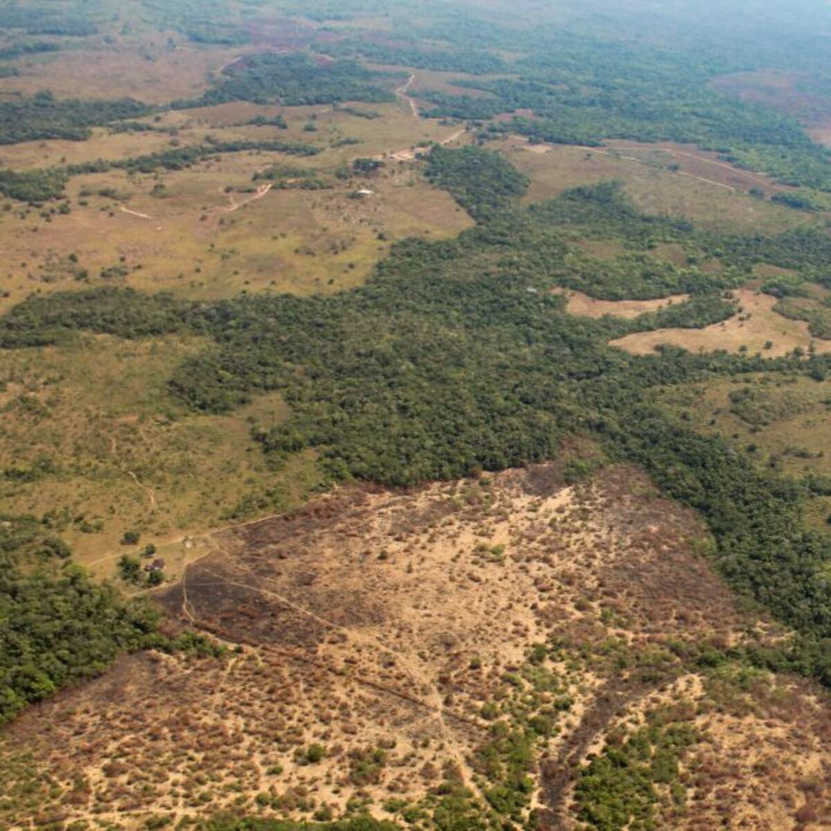 ¿Qué está pasando en la selva colombiana?