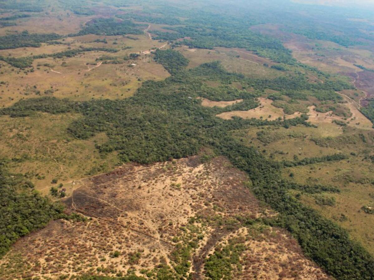 ¿Qué está pasando en la selva colombiana?