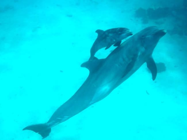 Delfines nacidos en Oceanario de Islas del Rosario ya pueden ser visitados