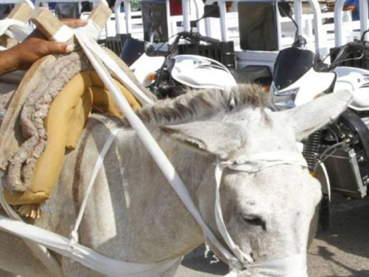 Animalistas pidieron sustituir vehículos de tracción animal en Cartagena
