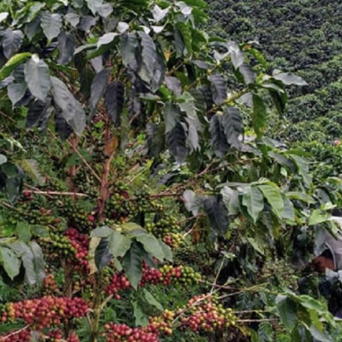 La producción cafetera disminuyó hasta en un 40% este año en el Suroeste