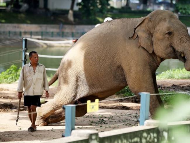 Un mahout o guía de elefantes juega con una cría en el zoo de Hanói (Vietnam)