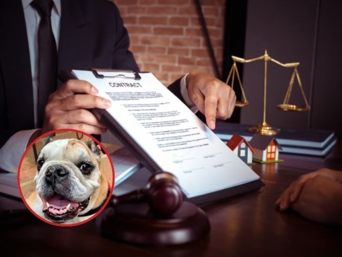 La Ley Ángel por la dignidad y justicia animal