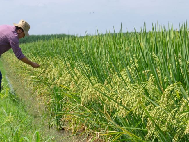 Cultivo de arroz biofortificado