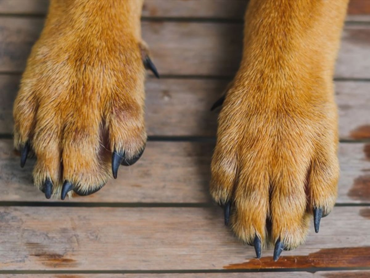 Masivo envenenamiento de perros en El Zulia