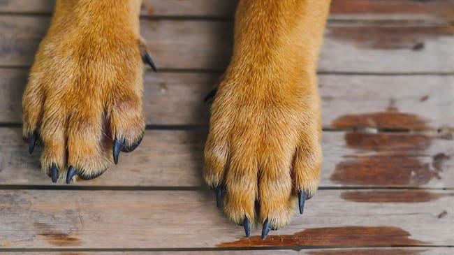 Investigan masivo envenenamiento de perros en El Zulia/ Foto: Getty Images / SUTHEP WONGKHAD
