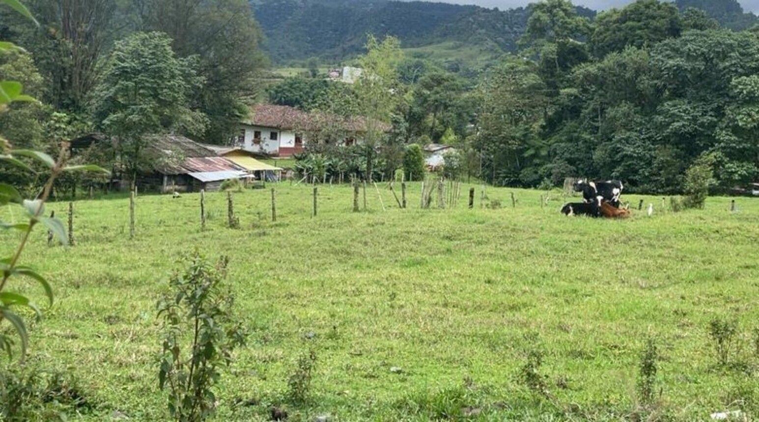 Caída masiva de moscas / Foto: Alcaldía de Pereira