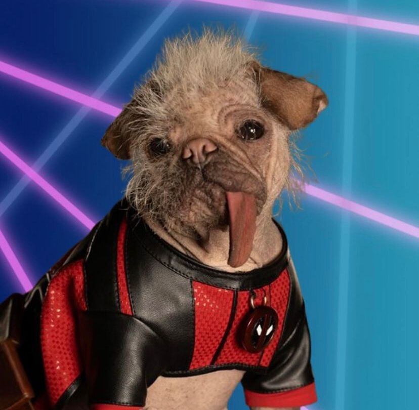 Dogpool, el adorable perrito que debuta en Deadpool3 / Foto vía: Instagram @dogpool