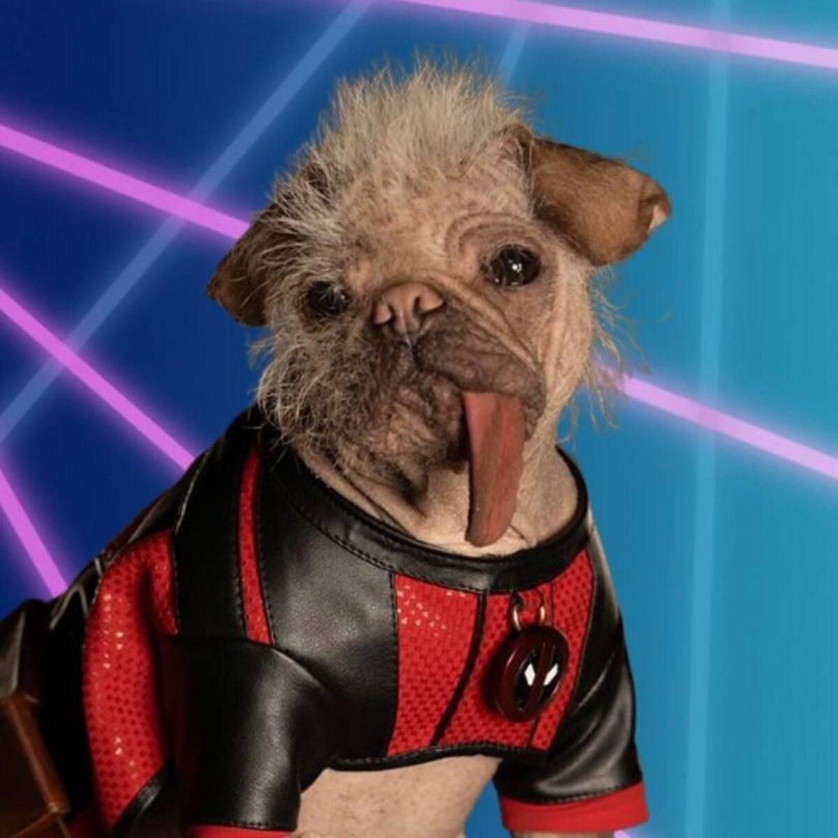 Ella es Dogpool, la perrita más chistosa y adorable que debutará en Deadpool 3