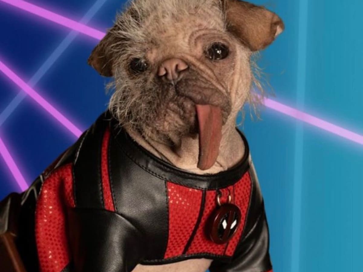 Ella es Dogpool, la perrita más chistosa y adorable que debutará en Deadpool 3
