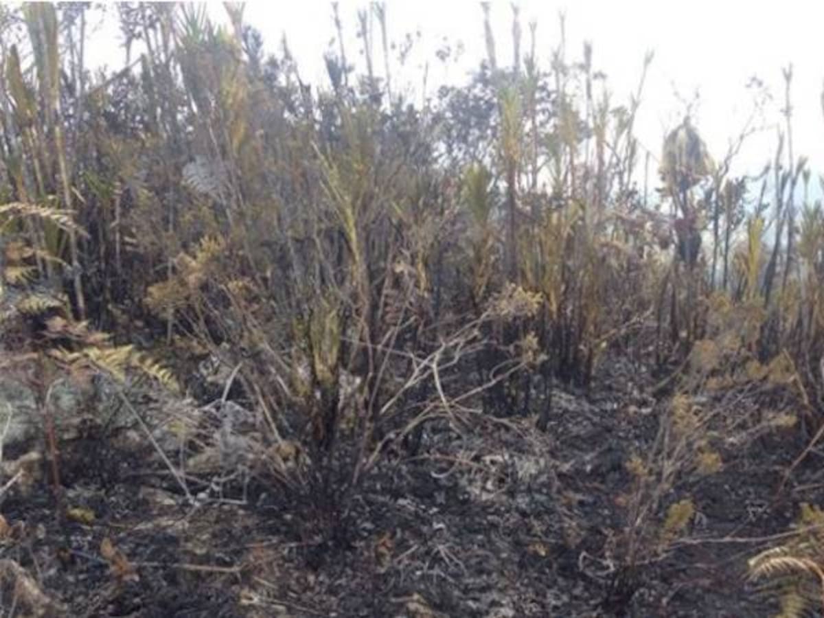 Zonas de concentración deben estar en lugares donde no haya cultivos de coca