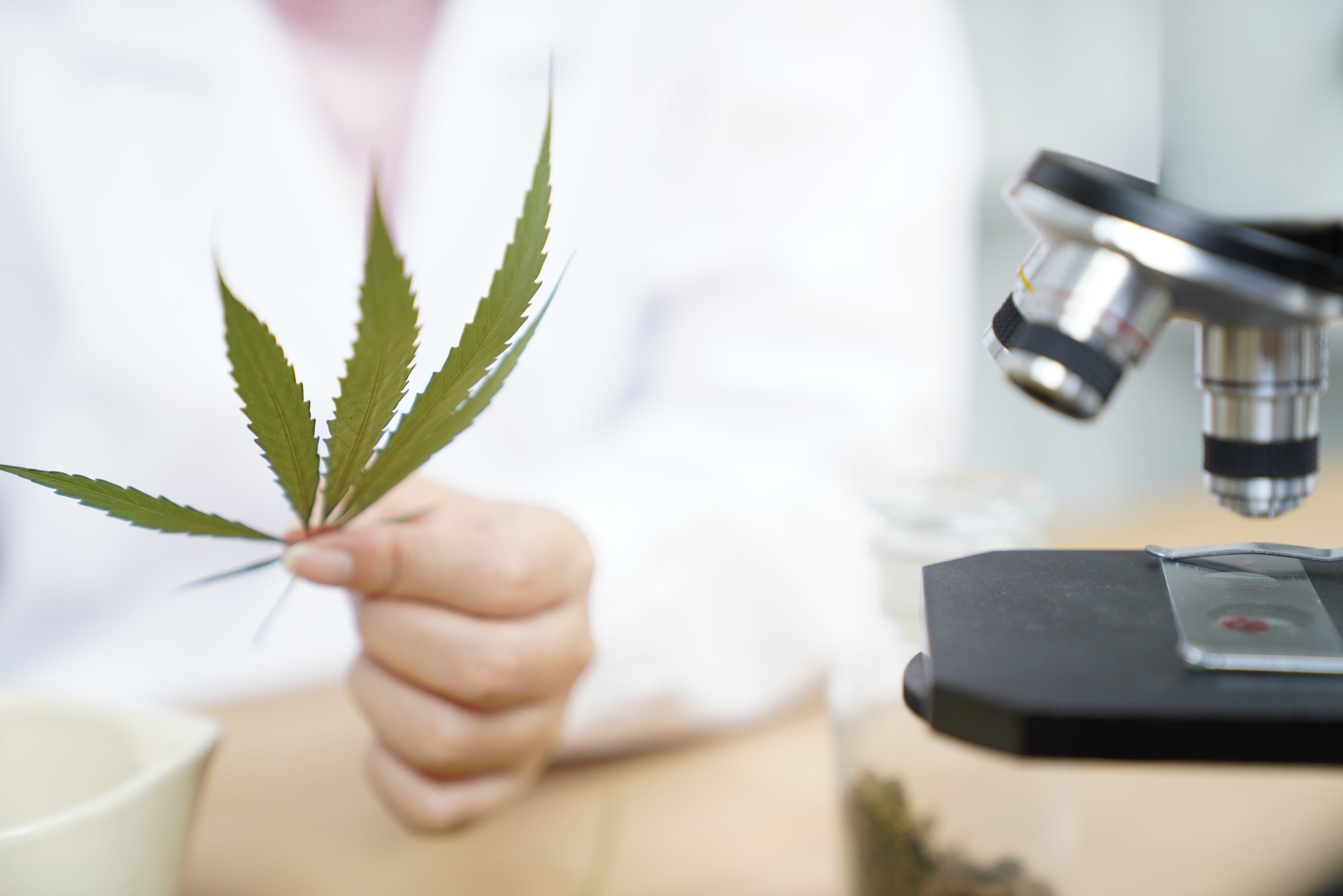 Research and Analysis Cannabis oil extract certain pharmaceutical drugs