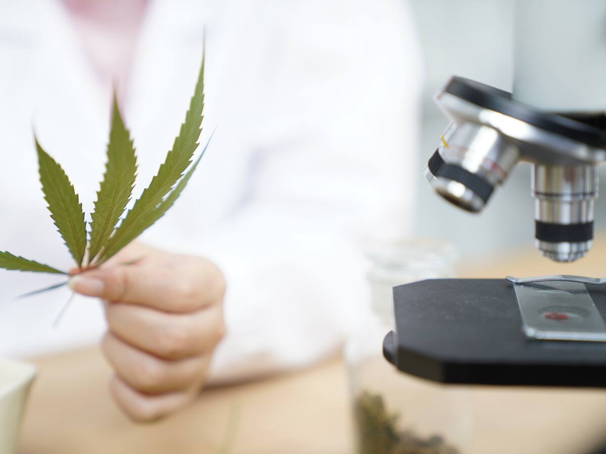 Compuestos del cannabis podrían servir para prevenir el COVID-19, según investigación