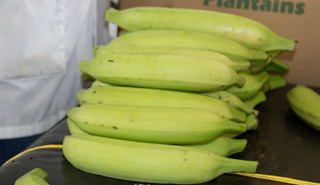 Trabajo para mejoramiento genético del banano.