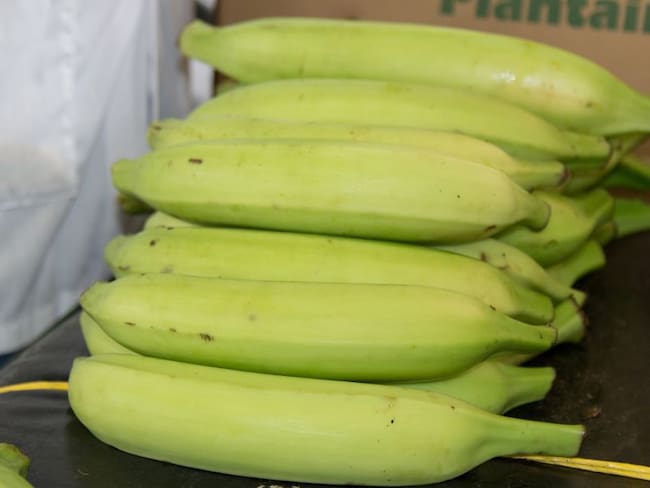 Trabajo para mejoramiento genético del banano.