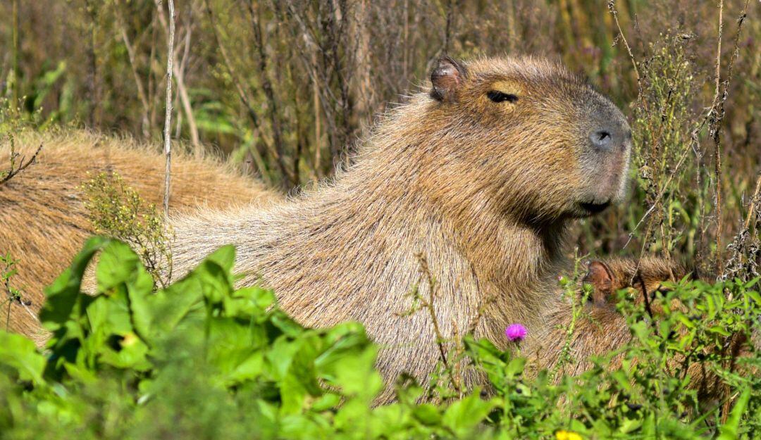 Chigüiros en Casanare