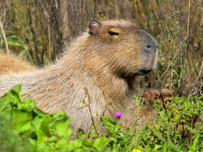 Chigüiros en Casanare