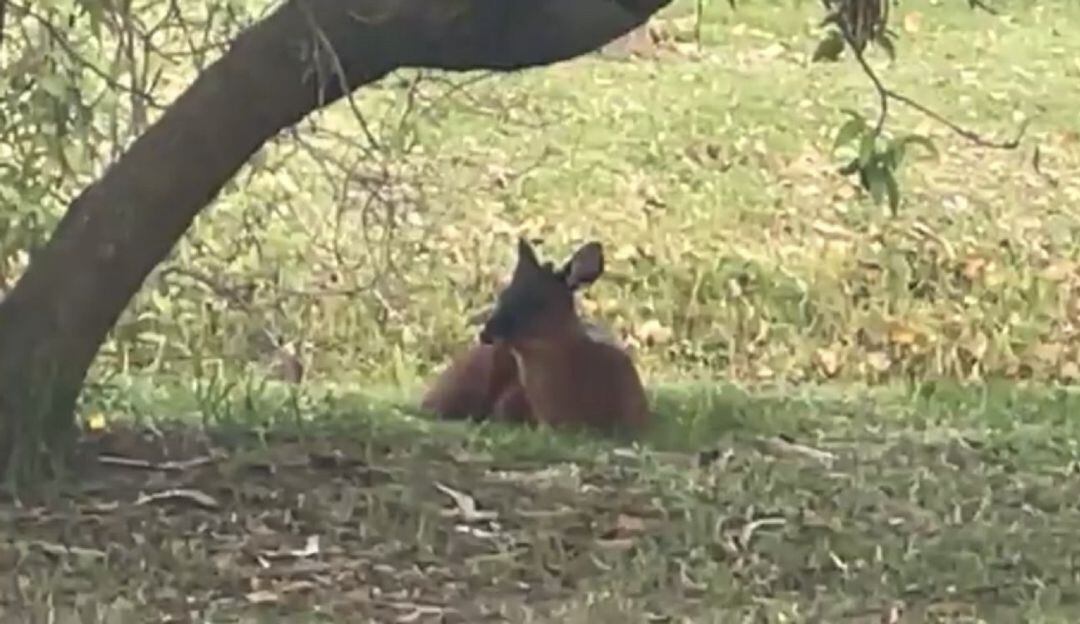 Venado en el norte de Bogotá 