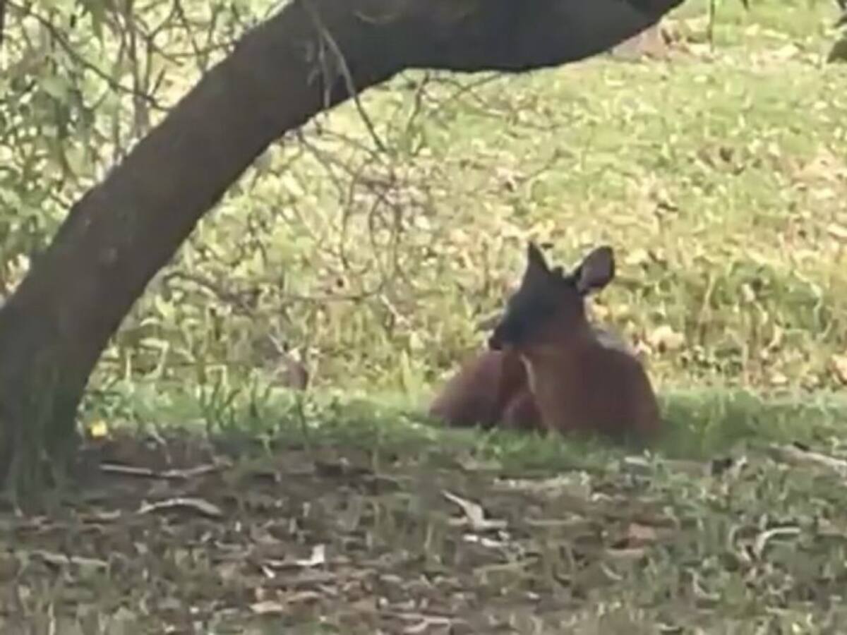 VIDEO: Rescatan a venado en el norte de Bogotá