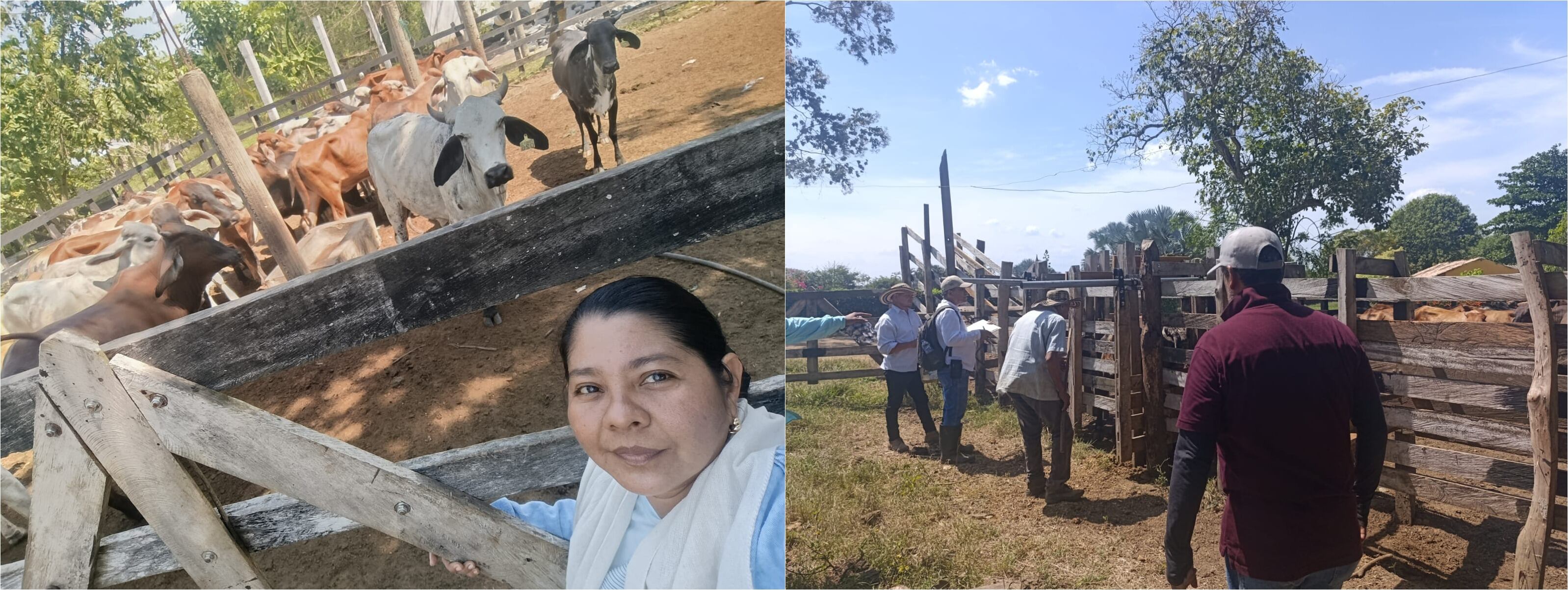 Agencia de Desarrollo Rural entrega reses a indígenas y campesinos de Sucre