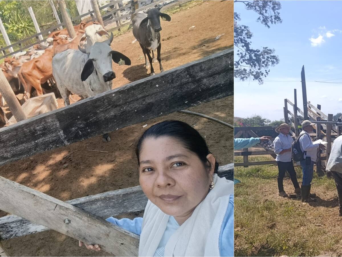 Agencia de Desarrollo Rural entrega reses a indígenas y campesinos de Sucre