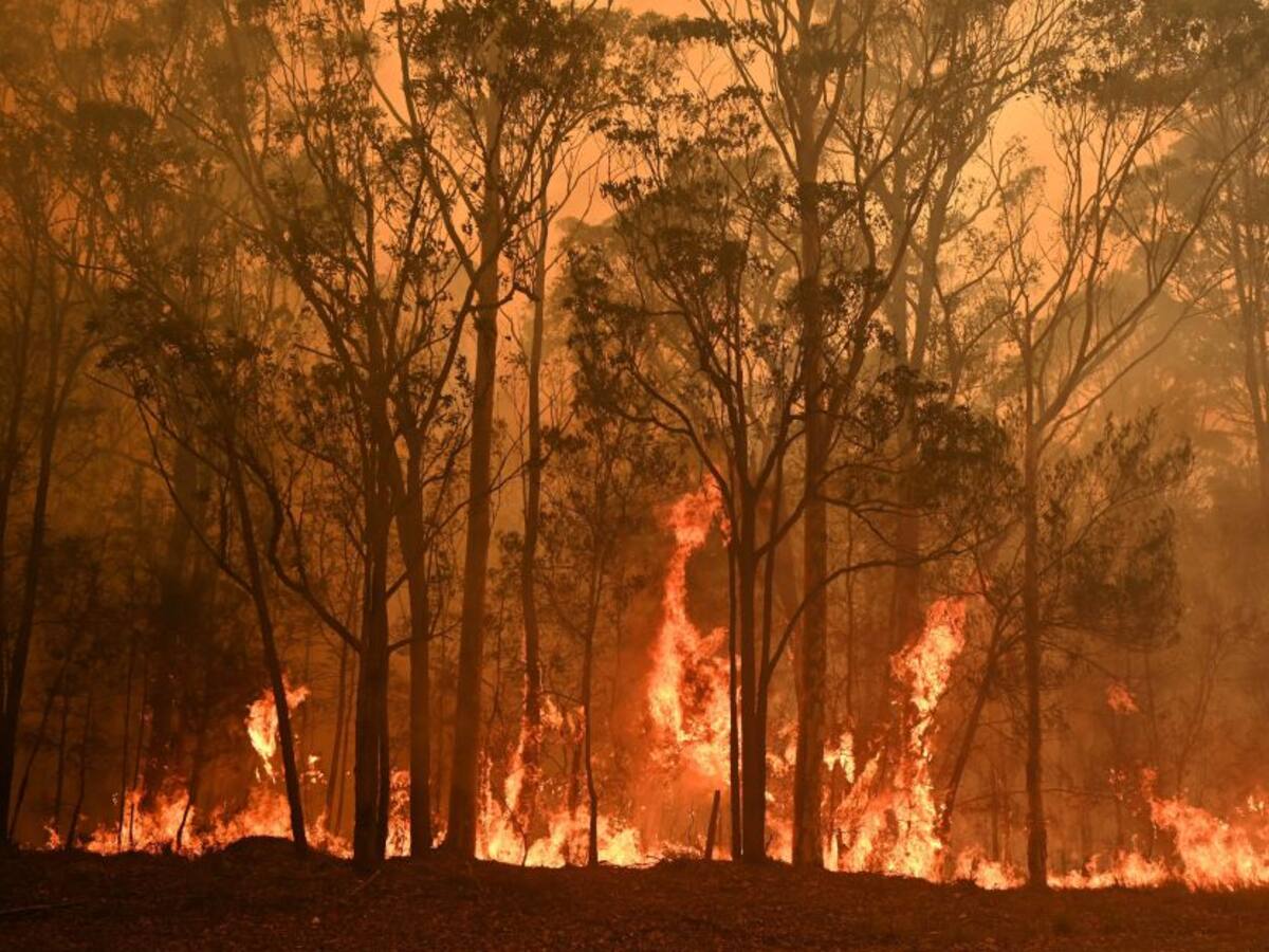 ¡De aplaudir! Tenista #1 del mundo donará premio a víctimas por incendios