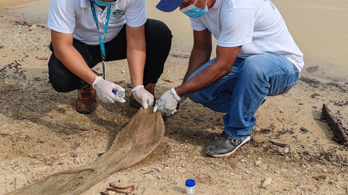 Alerta sobre impacto del Fenómeno del Niño: Hallan restos de un manatí en Ayapel, Córdoba