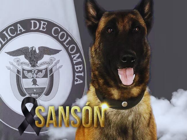 Sansón, perro antiexplosivos que murió tras perder una extremidad por una mina.