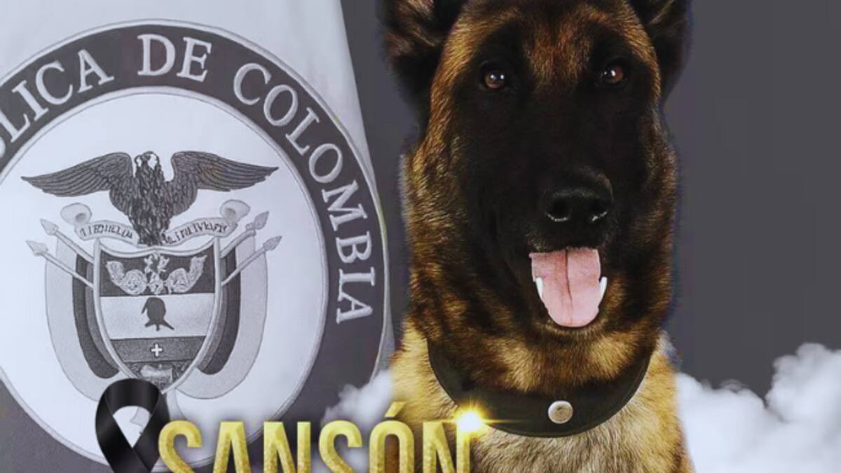 ¿Quién era Sansón? El perro del Ejército que salvó a 36 soldados y murió tras cumplir su misión