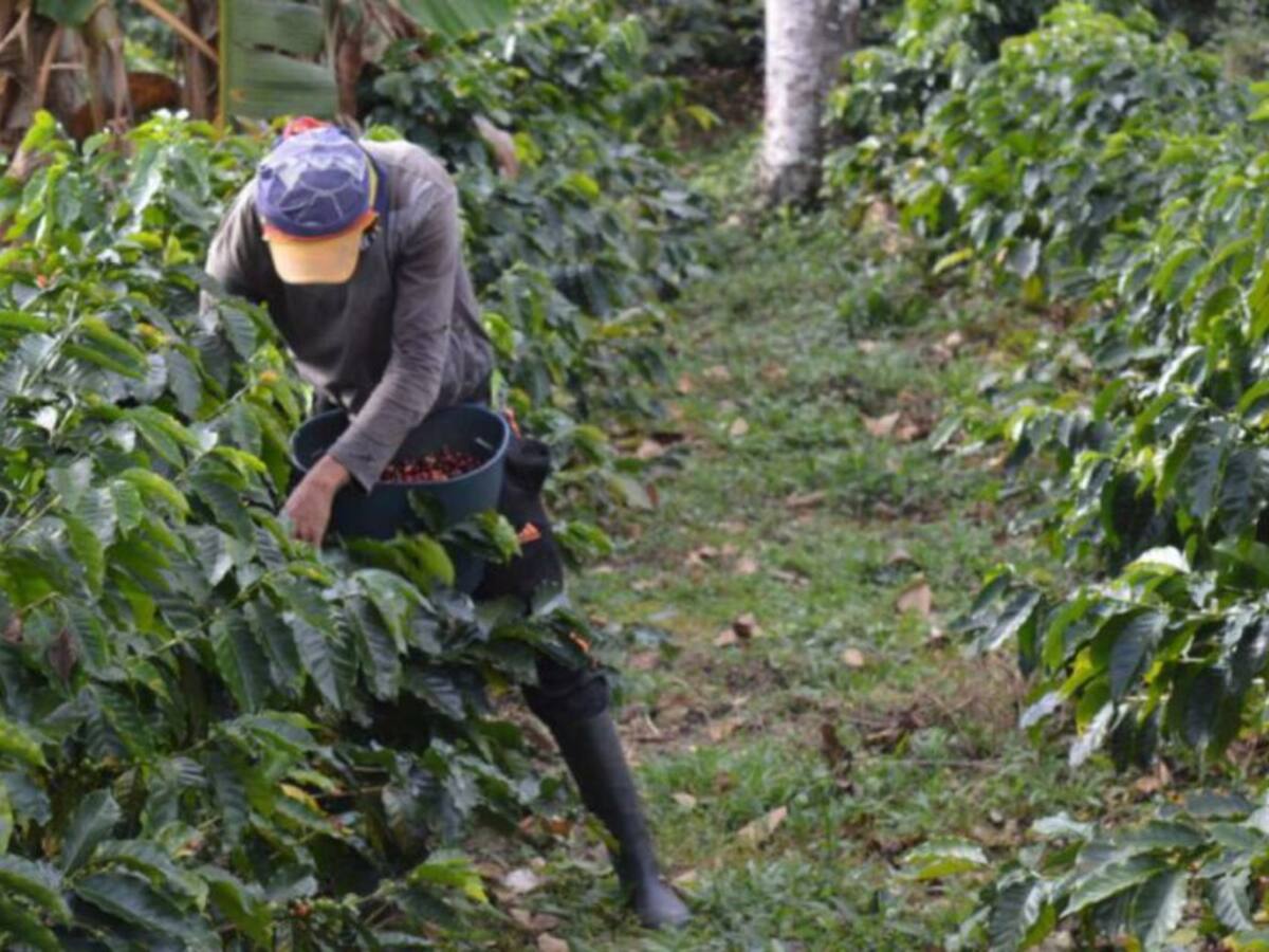 En octubre se recolectará más del 60 % de la cosecha cafetera de Pereira