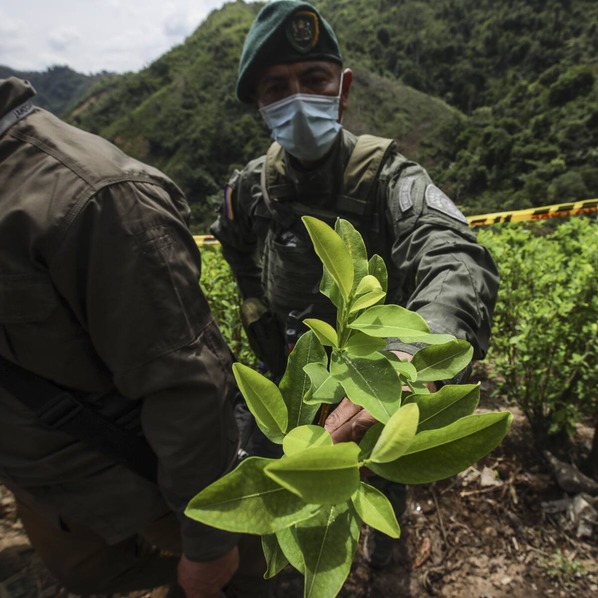 Colombia podría ser descertificada con política antidroga: Exfuncionario de EE.UU.