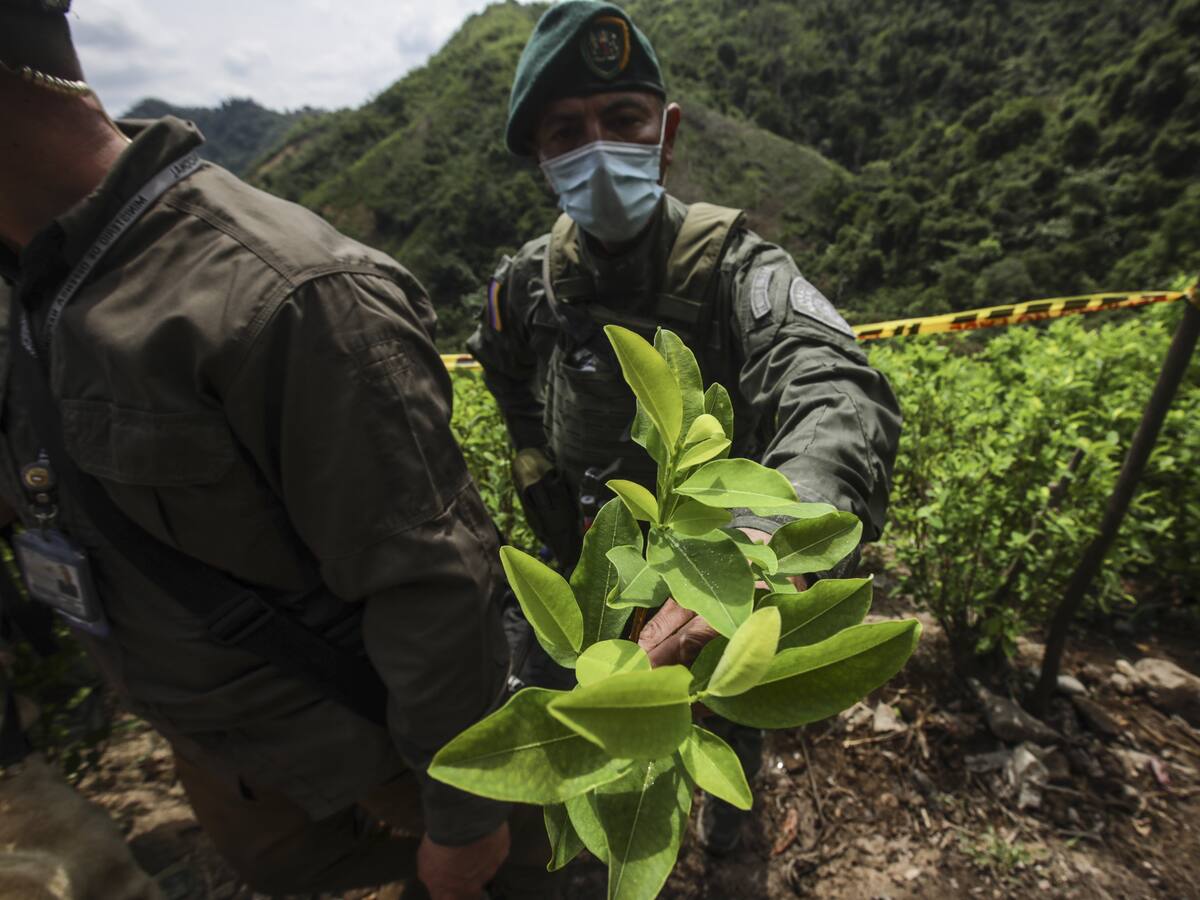 Colombia podría ser descertificada con política antidroga: Exfuncionario de EE.UU.