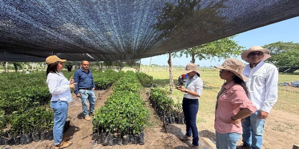 Corpamag restaurará 630 hectáreas en el área de influencia de la Ciénaga Grande. Foto: Corpamag